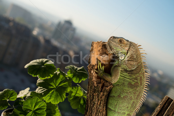 iguana crawling on a piece of wood and posing Stock photo © Jasminko