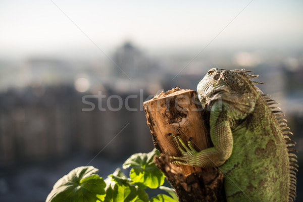 Iguana peça madeira posando retrato Foto stock © Jasminko