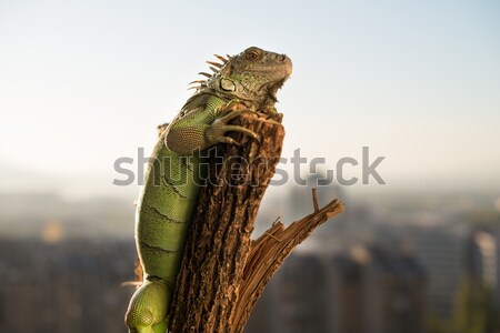 Iguana peça madeira posando retrato Foto stock © Jasminko