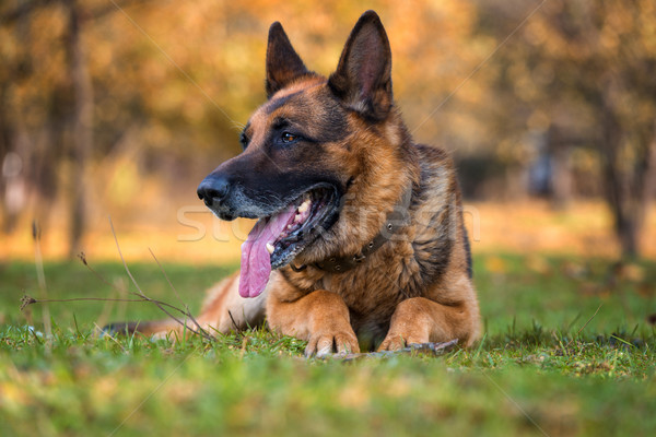Portrait Of German Shepherd Dog Stock photo © Jasminko