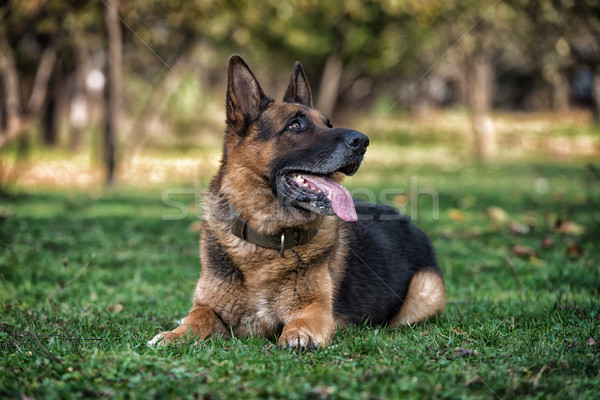 Köpek çim güvenlik sonbahar Evcil Stok fotoğraf © Jasminko