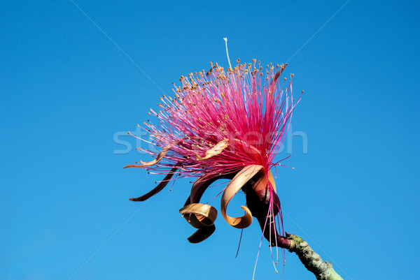 ブラシ ツリー ネイティブ メキシコ 落葉性の ストックフォト © javiercorrea15