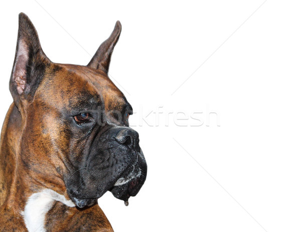 Боксер собака изолированный белый голову Сток-фото © javiercorrea15