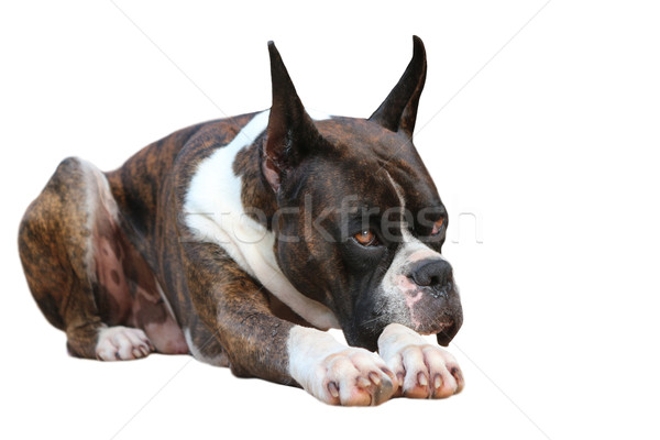 Boxer Dog  Stock photo © javiercorrea15