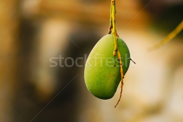 マンゴー ツリー 自然 孤立した グルメ 鮮度 ストックフォト © javiercorrea15