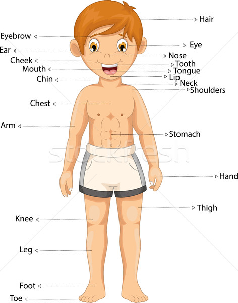 Fiú testrész rajz orvosi diák haj Stock fotó © jawa123