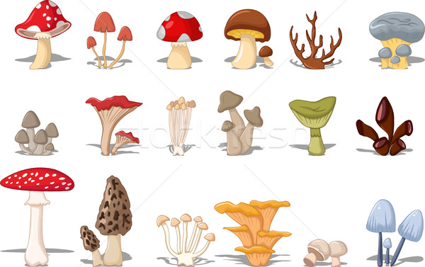 different kinds of mushrooms Stock photo © jawa123