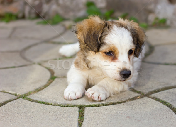 Cute puppy laying on pavement Stock photo © jaycriss