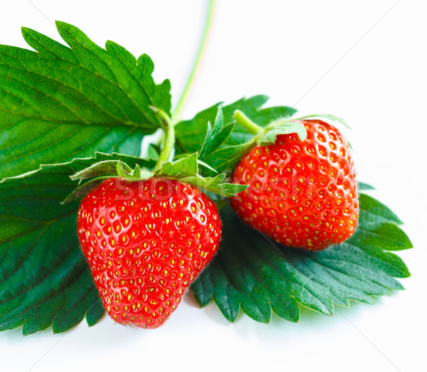 Zwei frischen lebendige Erdbeeren Erdbeere Stock foto © jaycriss