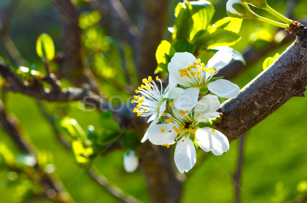 Freien weiß Kirschblüten Blumen Frühling Stock foto © jaycriss