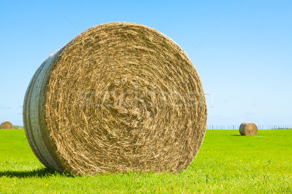 Big hay bale roll in a green field Stock photo © jaykayl