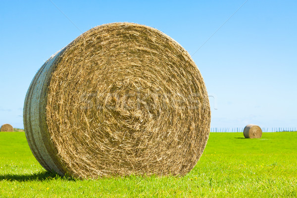 Fresh straw hay bales background Stock Photo