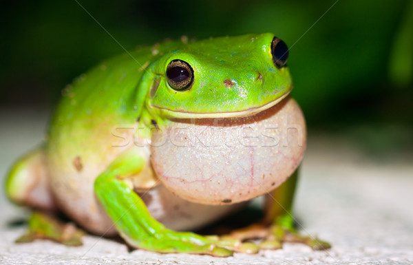 Male Green tree frog (Litoria caerulea) calling for females Stock photo © jaykayl