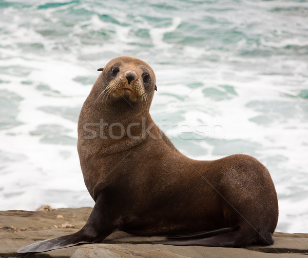 Nueva Zelandia piel sello cute jóvenes playa Foto stock © jaykayl