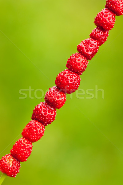 Erdbeeren Gras Stroh frisch Stock foto © jaykayl