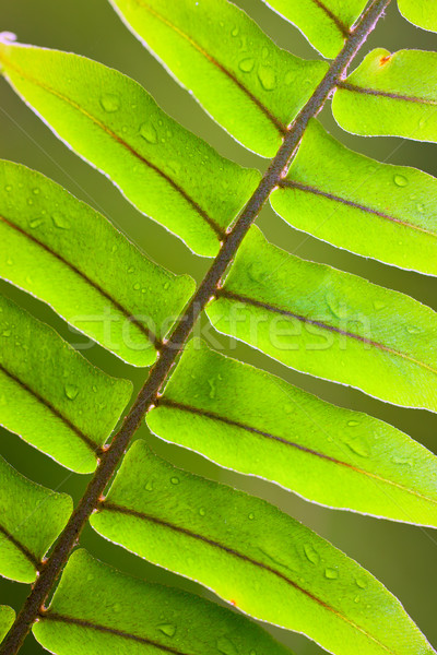 Hermosa exuberante helecho primer plano verde gotas de agua Foto stock © jaykayl