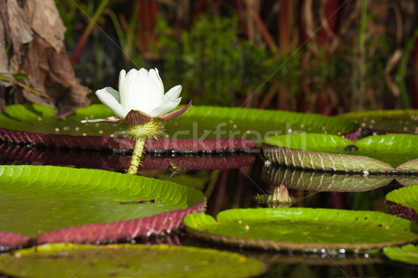 Gigante agua Lily primero noche floración Foto stock © jaykayl