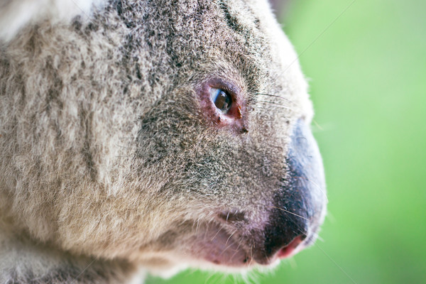 Close-up profile portrait of a wild koala Stock photo © jaykayl