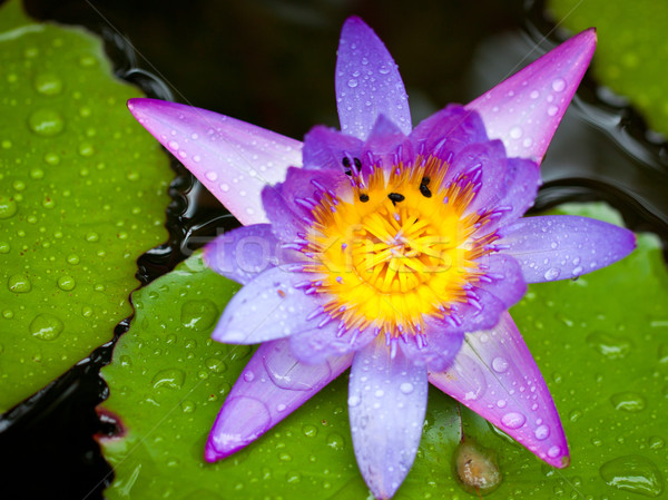 Beautiful lotus flower or waterlily in a pond Stock photo © jaykayl