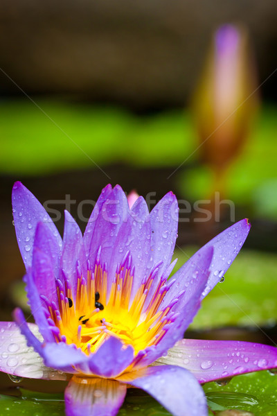 Hermosa estanque primer plano tiro loto Foto stock © jaykayl