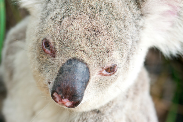 Closeup portraits of a koala Stock photo © jaykayl
