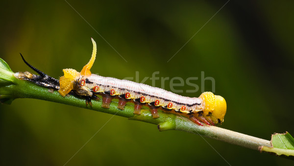 Beautiful hawks moth caterpillar Stock photo © jaykayl