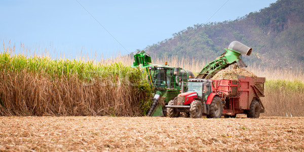 Cana de açúcar colheita tropical queensland Austrália trabalhar Foto stock © jaykayl