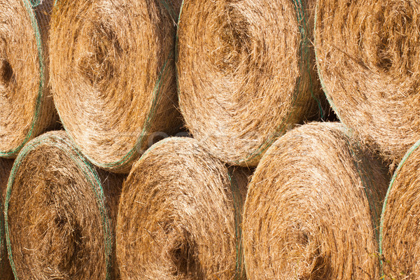 Stack of round hay bales drying outdoors Stock photo © jaykayl