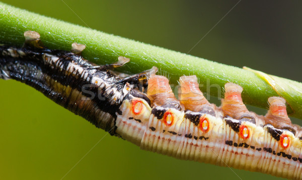 Molting hawks moth caterpillar Stock photo © jaykayl