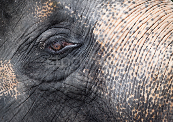 Elefante primer plano retrato Asia cara naturaleza Foto stock © jaykayl