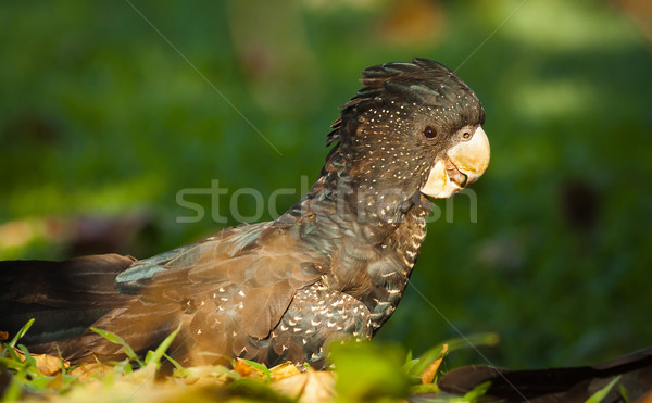 Foto stock: Feminino · cacatua · preto · queensland · Austrália