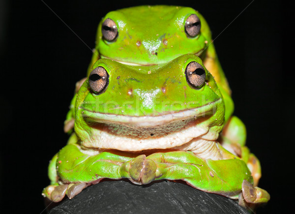 Green tree frogs mating Stock photo © jaykayl