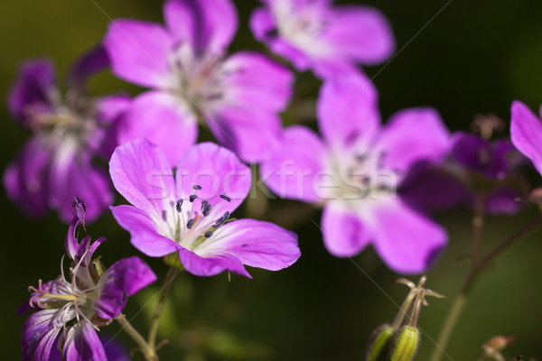 Hermosa púrpura madera flores primer plano jardín Foto stock © jaykayl