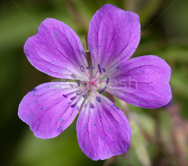 Wood Cranesbill or Woodland Geranium flower Stock photo © jaykayl