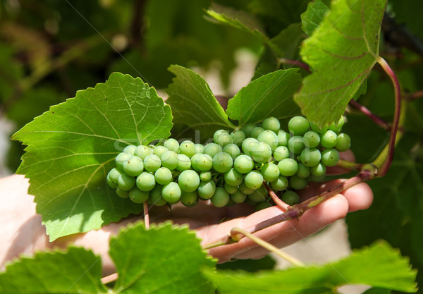 Wine Grapes Stock photo © jeayesy