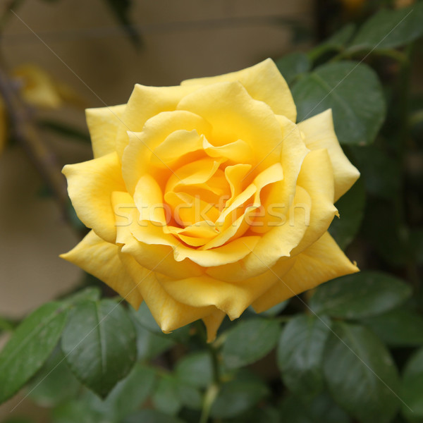 Giallo rosa primavera natura bella Foto d'archivio © jeayesy