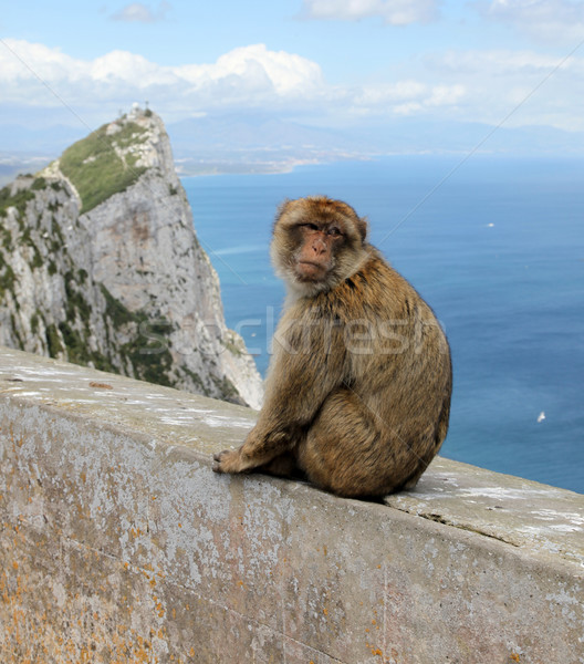 Ape gibraltar célèbre attraction singe Europe [[stock_photo]] © jeayesy