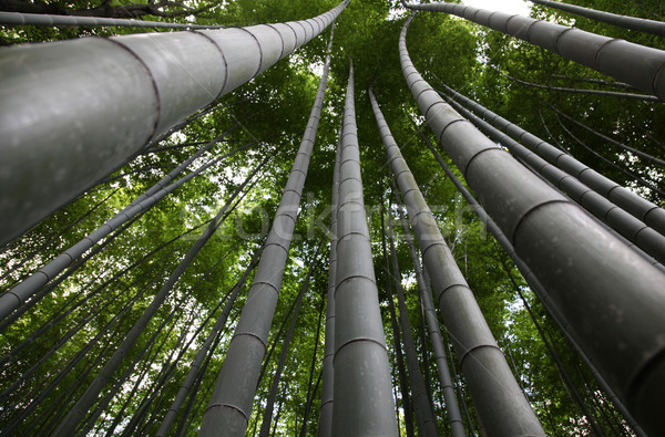 Bambù foresta quartiere kyoto Giappone abstract Foto d'archivio © jeayesy