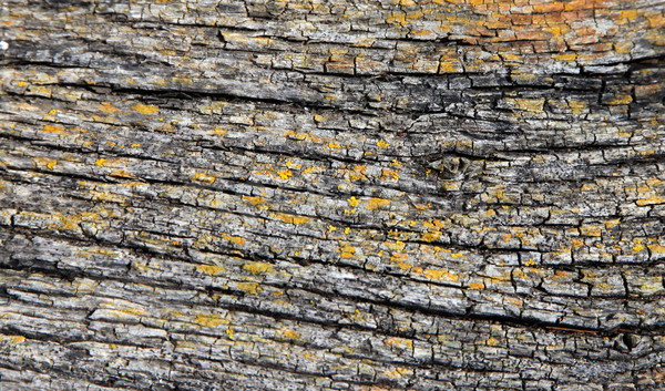 Foto stock: Corteza · primer · plano · amarillo · color · textura · madera