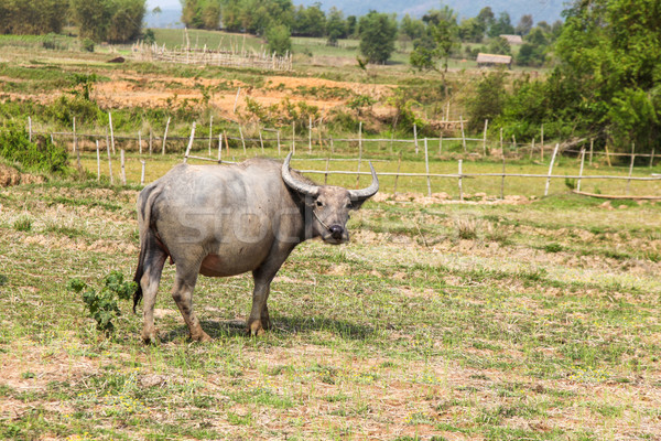 Laos kırsal her gün hayat güney Stok fotoğraf © jeayesy