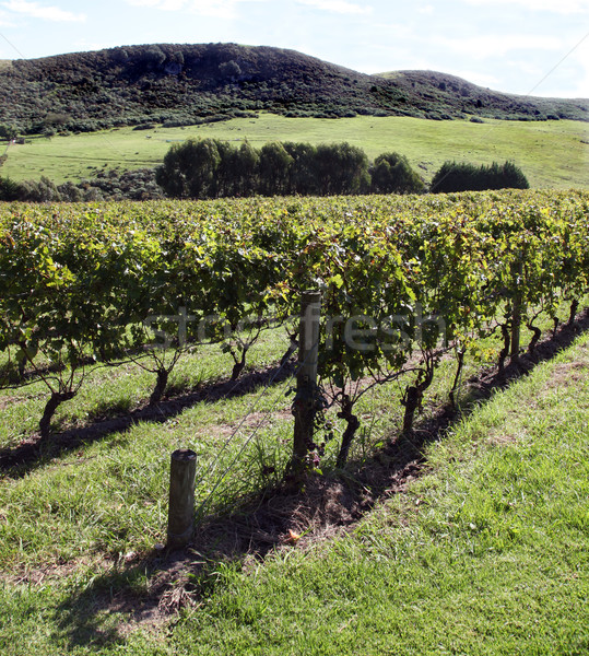 Vineyard Waiheke Island New Zealand Stock photo © jeayesy