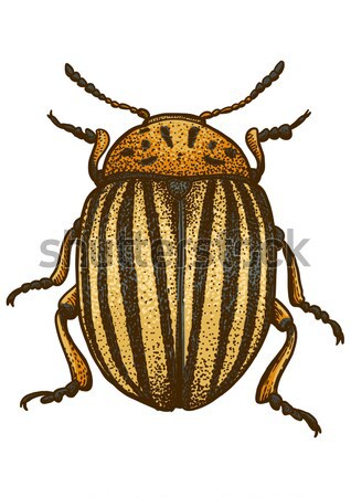 Colorado beetle illustration, engraving, drawing, ink, vector Stock photo © JenesesImre