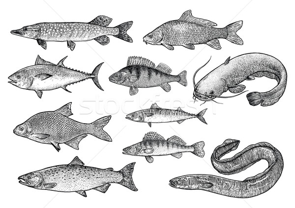 魚 コレクション 実例 図面 彫刻 芸術 ストックフォト © JenesesImre