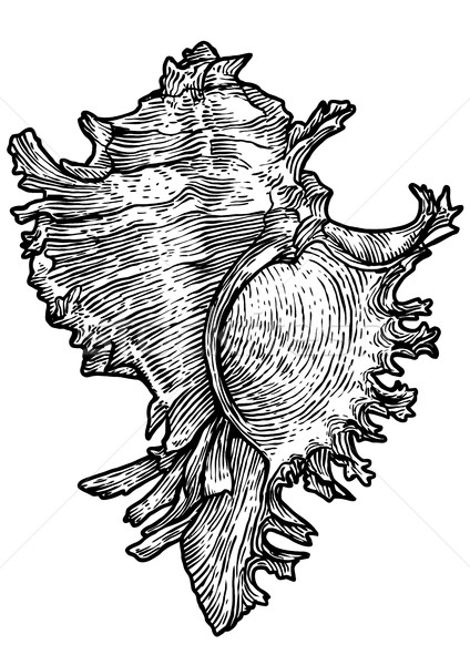 Shell illustratie tekening inkt realistisch Stockfoto © JenesesImre