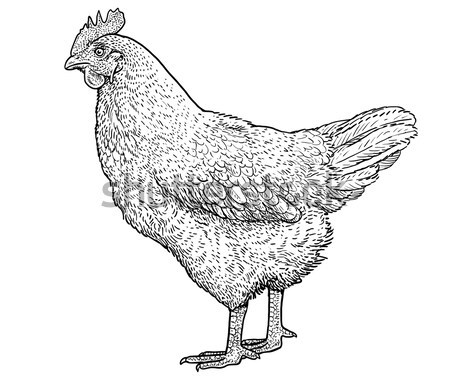 Chicken Hen Sketch Vector  Photo Free Trial  Bigstock