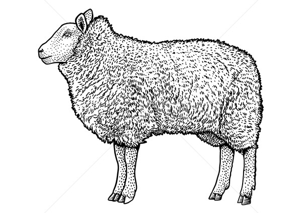 Sheep illustration, drawing, engraving, ink, line art, vector Stock photo © JenesesImre