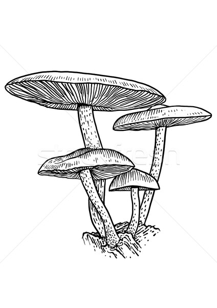 Stock photo: Group of mushroom illustration, drawing, engraving, vector, line
