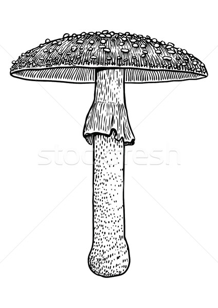 Fly agaric mushroom illustration, drawing, engraving, vector, line Stock photo © JenesesImre