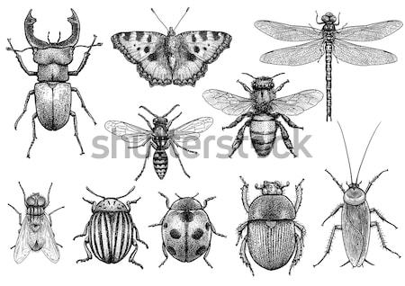 昆虫 コレクション 実例 彫刻 図面 インク ストックフォト © JenesesImre