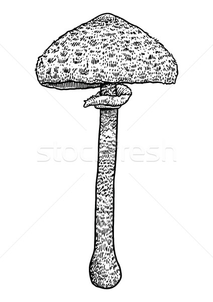 Parasol mushroom illustration, drawing, engraving, vector, line Stock photo © JenesesImre
